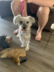 Reunited Unknown Dog last seen Country Club Dr, Indianapolis, IN 46214