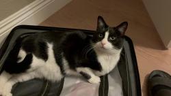 Lost Male Cat last seen Canyon Crest Community, Mission Viejo, CA 92692