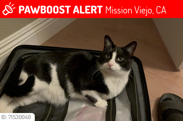 Lost Male Cat last seen Canyon Crest Community, Mission Viejo, CA 92692