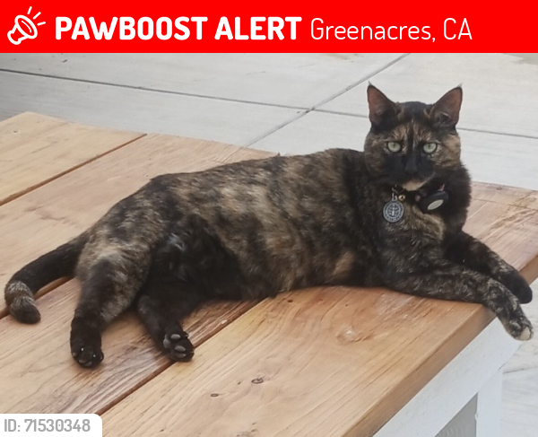 Lost Female Cat last seen Meachem and Samantha , Greenacres, CA 93312