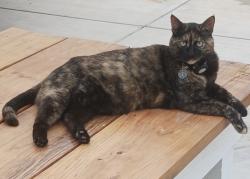 Lost Female Cat last seen Meachem and Samantha , Greenacres, CA 93312