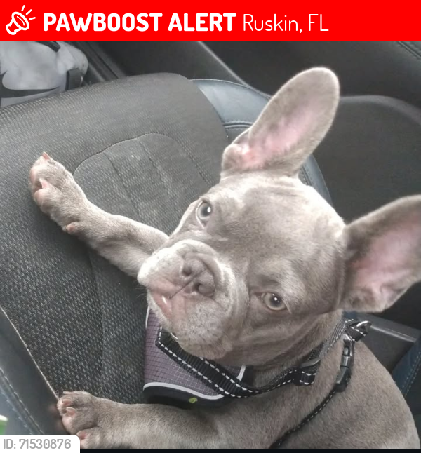 Lost Male Dog last seen Peach Stone Pl. & Maroon Peak Dr., Ruskin, FL 33573
