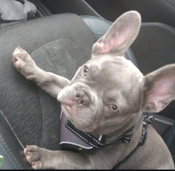 Lost Male Dog last seen Peach Stone Pl. & Maroon Peak Dr., Ruskin, FL 33573