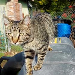 Lost Female Cat last seen oakdale park, winona & lynhurst, North Highlands, CA 95660