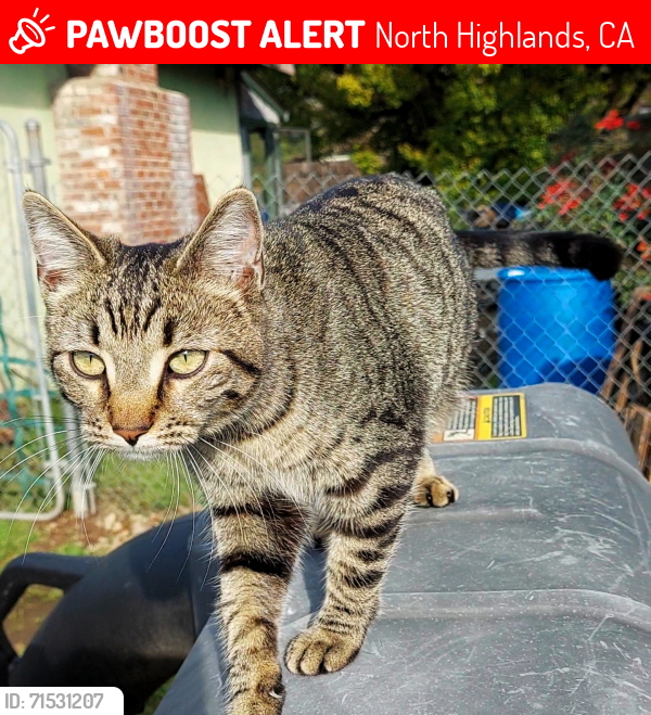Lost Female Cat last seen oakdale park, winona & lynhurst, North Highlands, CA 95660