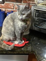 Lost Female Cat last seen Foxfire, Richmond, VA 23238