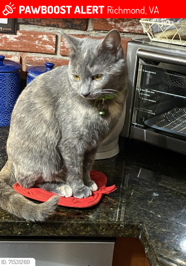 Lost Female Cat last seen Foxfire, Richmond, VA 23238