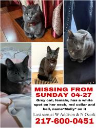 Lost Female Cat last seen W Addison & N Harlem , Chicago, IL 60634