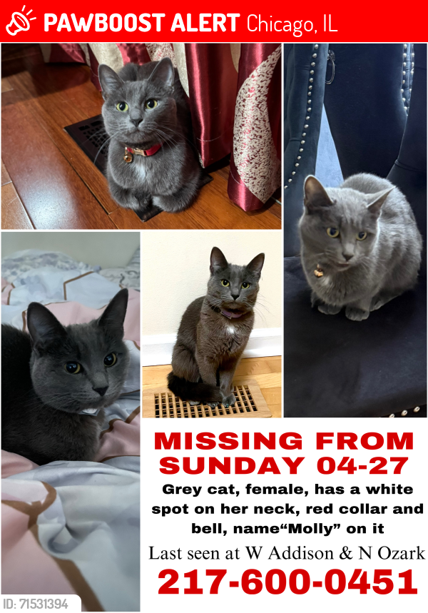 Lost Female Cat last seen W Addison & N Harlem, Chicago, IL 60634
