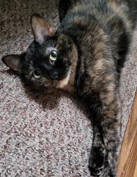 Lost Female Cat last seen Northwest Hwy and Devon, Chicago, IL 60631