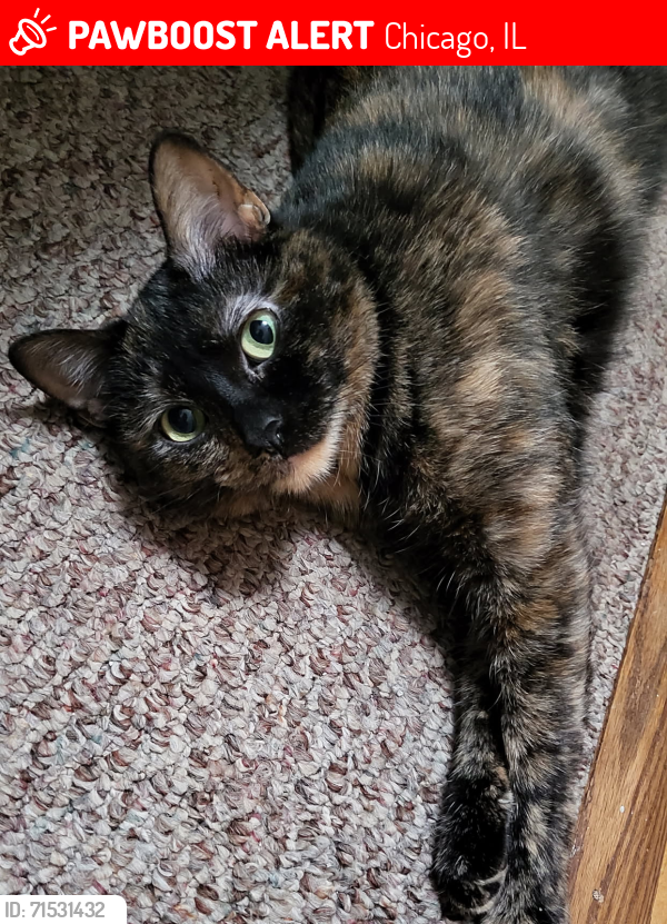 Lost Female Cat last seen Northwest Hwy and Devon, Chicago, IL 60631