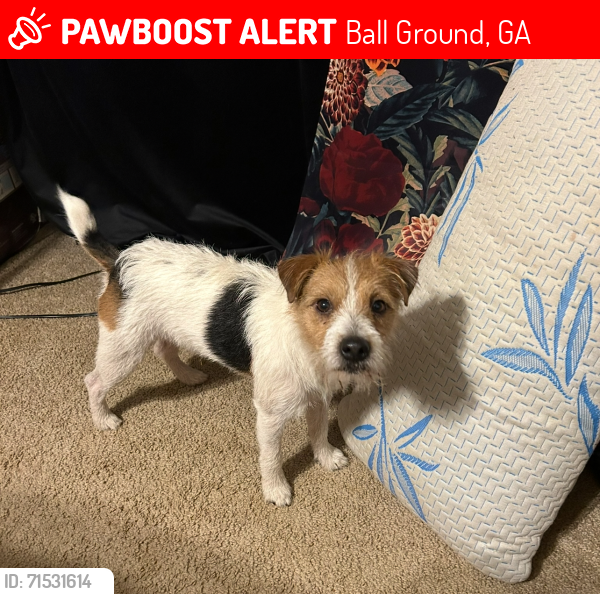Lost Male Dog last seen Laurel Lake , Ball Ground, GA 30107