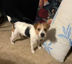 Lost Male Dog last seen Laurel Lake , Ball Ground, GA 30107