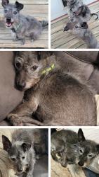 Lost Male Dog last seen Cardinal and Lawrence Drive  31217, Macon, GA 31217