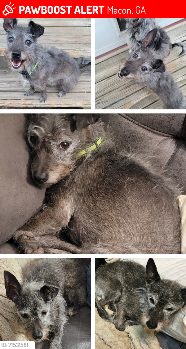 Lost Male Dog last seen Cardinal and Lawrence Drive  31217, Macon, GA 31217