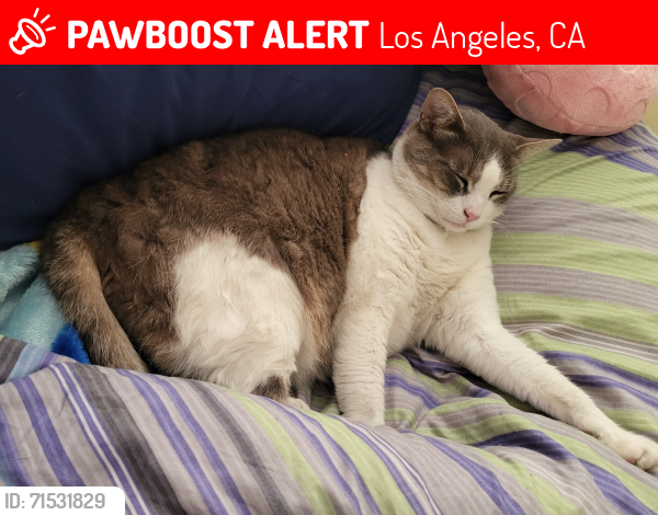 Lost Male Cat last seen Willowcrest and Oxnard (one block west of Cahuenga) North Hollywood , Los Angeles, CA 91601