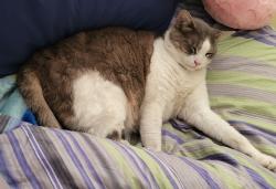 Lost Male Cat last seen Willowcrest and Oxnard (one block west of Cahuenga) North Hollywood , Los Angeles, CA 91601