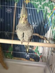 Lost Male Bird last seen David way/ Harrison Canyon, Rankins lane, San Bernardino, CA 92404