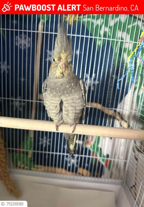 Lost Male Bird last seen David way/ Harrison Canyon, Rankins lane, San Bernardino, CA 92404