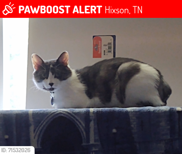 Lost Male Cat last seen Dallas Lake Rd & Hale, Hixson, TN 37343