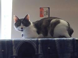 Lost Male Cat last seen Dallas Lake Rd & Hale, Hixson, TN 37343