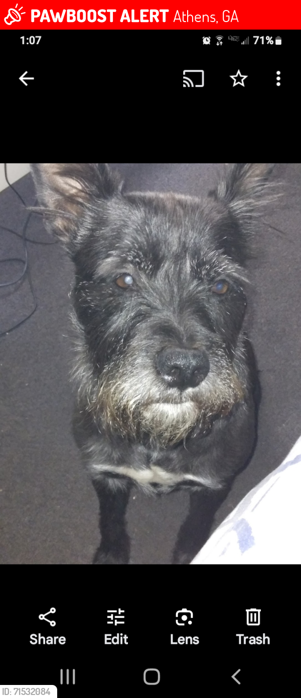 Lost Male Dog last seen Nellie b or east lawn cemetery , Athens, GA 30609