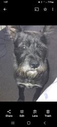 Lost Male Dog last seen Nellie b or east lawn cemetery , Athens, GA 30609