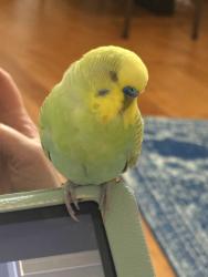 Lost Male Bird last seen Hallbrooke Drive, Burning Tree, Hallbroome clbh, Norman, OK 73071