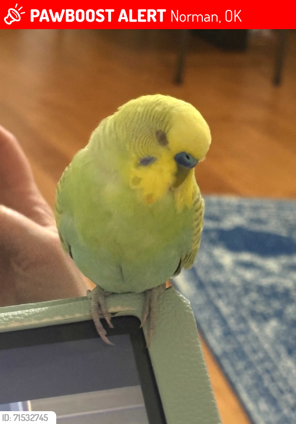 Lost Male Bird last seen Hallbrooke Drive, Burning Tree, Hallbroome clbh, Norman, OK 73071