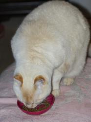 Lost Male Cat last seen Kingwood St, Florence, OR 97439