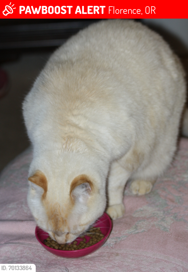 Lost Male Cat last seen Kingwood St, Florence, OR 97439