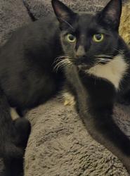 Lost Male Cat last seen Warwick Ave and Alhambra (in the alley between Warwick and Bullard), Los Angeles, CA 90032