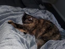 Lost Female Cat last seen Trite Bend Street in the neighbors backyard, Wimauma, FL 33598
