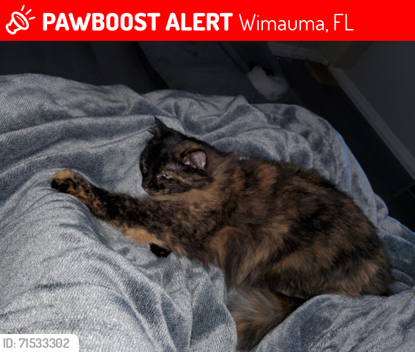 Lost Female Cat last seen Trite Bend Street in the neighbors backyard, Wimauma, FL 33598