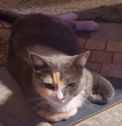 Lost Female Cat last seen Kings Crossing off of John King rd., Windsor circle and Kensington ln., Crestview, FL 32539