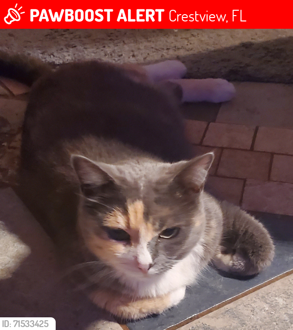 Lost Female Cat last seen Kings Crossing off of John King rd., Windsor circle and Kensington ln., Crestview, FL 32539