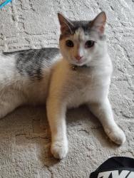 Lost Male Cat last seen Encore Alsbury apmts, he either climbed or fell off the balcony of #935, Burleson, TX 76028