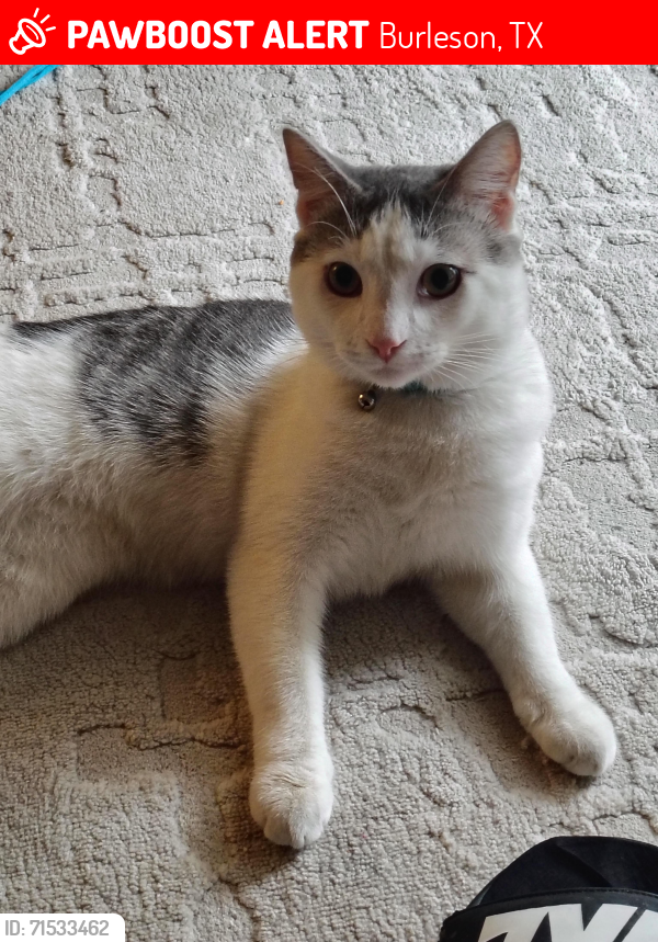 Lost Male Cat last seen Encore Alsbury apmts, he either climbed or fell off the balcony of #935, Burleson, TX 76028