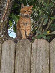 Lost Male Cat last seen Redwood track course, Ocala, FL 34472
