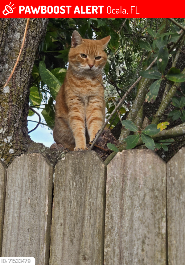 Lost Male Cat last seen Redwood track course, Ocala, FL 34472