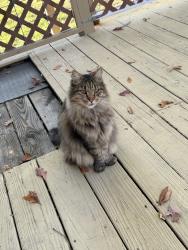 Lost Male Cat last seen Plantation Drive, Albertville, Albertville, AL 35951