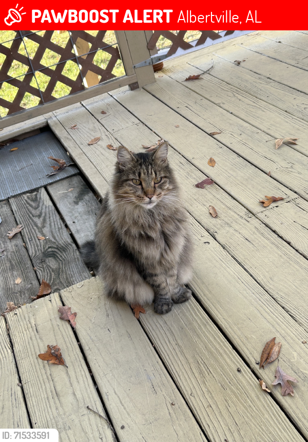 Lost Male Cat last seen Plantation Drive, Albertville, Albertville, AL 35951
