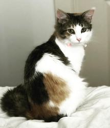 Lost Female Cat last seen Laurel Ridge, Conroe, TX 77304