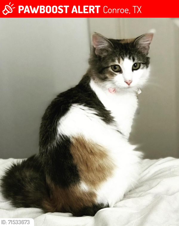 Lost Female Cat last seen Laurel Ridge, Conroe, TX 77304