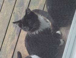 Lost Male Cat last seen Lands Down and Creyts, Dimondale, MI 48821
