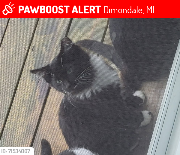 Lost Male Cat last seen Lands Down and Creyts, Dimondale, MI 48821