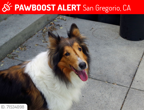 Lost Female Dog last seen Seaside School Road, San Gregorio, CA, San Gregorio, CA 94074