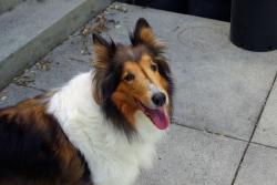 Lost Female Dog last seen Seaside School Road, San Gregorio, CA, San Gregorio, CA 94074