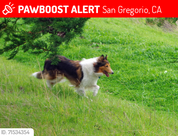 Lost Female Dog last seen Stage Road and Seaside School Roadf, San Gregorio, CA 94074