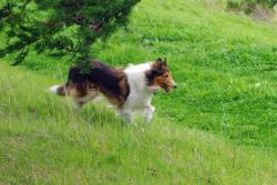 Lost Female Dog last seen Stage Road and Seaside School Roadf, San Gregorio, CA 94074
